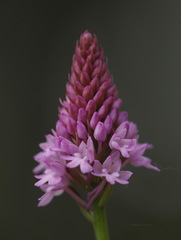 Anacamptis pyramidalis