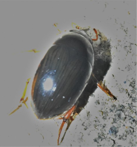 Tropisternus collaris viridis image