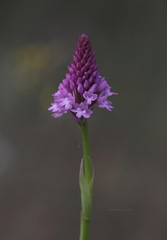 Anacamptis pyramidalis