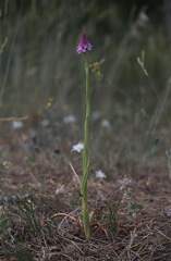 Anacamptis pyramidalis