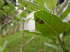 Chilocorus circumdatus