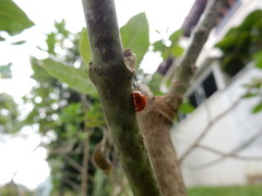 Chilocorus circumdatus