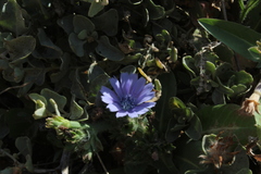 Cichorium endivia