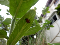 Chilocorus circumdatus