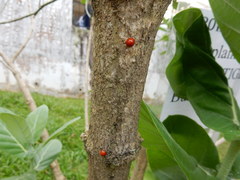 Chilocorus circumdatus