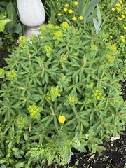 Euphorbia epithymoides