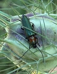 Anogcodes seladonius