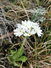 Primula farinosa