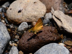 Ochlodes agricola