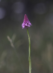 Anacamptis pyramidalis