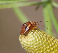 Calocoris
