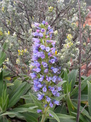 Echium callithyrsum image