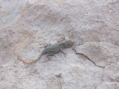 Sceloporus merriami