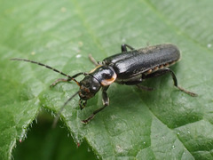 Cantharis obscura