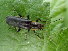 Cantharis obscura