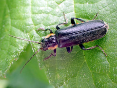 Cantharis obscura