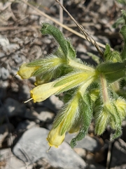 Onosma fastigiata