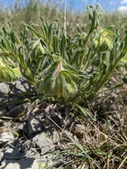 Onosma fastigiata
