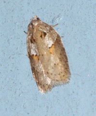 Acleris maculidorsana