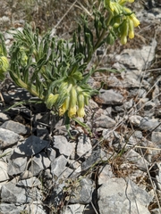 Onosma fastigiata