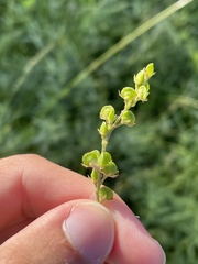 Desmodium sessilifolium