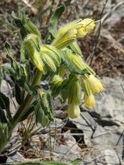Onosma fastigiata