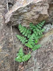 Paragymnopteris marantae marantae