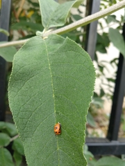 Harmonia axyridis