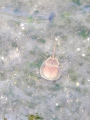 Limulus
