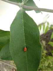 Harmonia axyridis