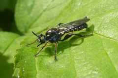Choerades marginata
