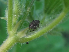 Zacladus geranii