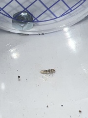 Argyresthia trifasciata