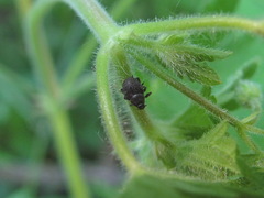Zacladus geranii