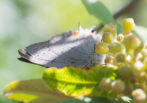 iNaturalist observation photo of California Hairstreak