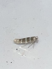 Argyresthia trifasciata