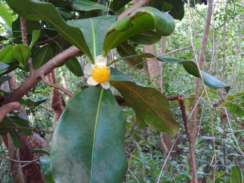 Mammea