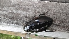 Hydrophilus aterrimus