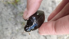 Hydrophilus aterrimus