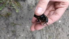 Hydrophilus aterrimus