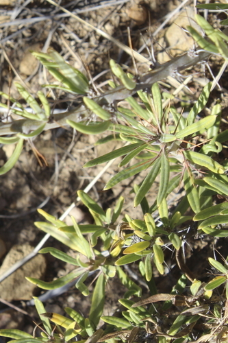 Image of Pachypodium succulentum by (c) Karen Eichholz, some rights reserved (CC BY)