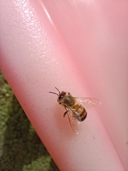 Apis mellifera