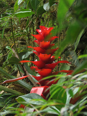 Guzmania gloriosa