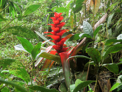 Guzmania gloriosa