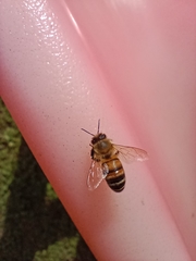 Apis mellifera