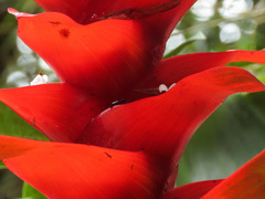 Guzmania gloriosa