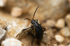 Arima marginata