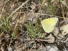 Colias harfordii
