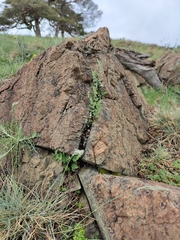 Paragymnopteris marantae marantae