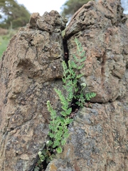 Paragymnopteris marantae marantae